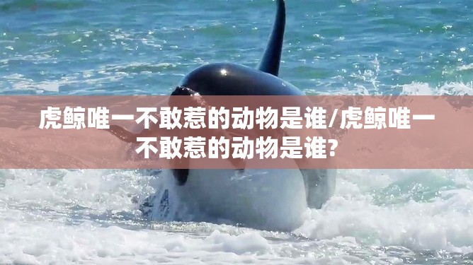 有的拼音大写字母是什么（有的拼音字母咋写）