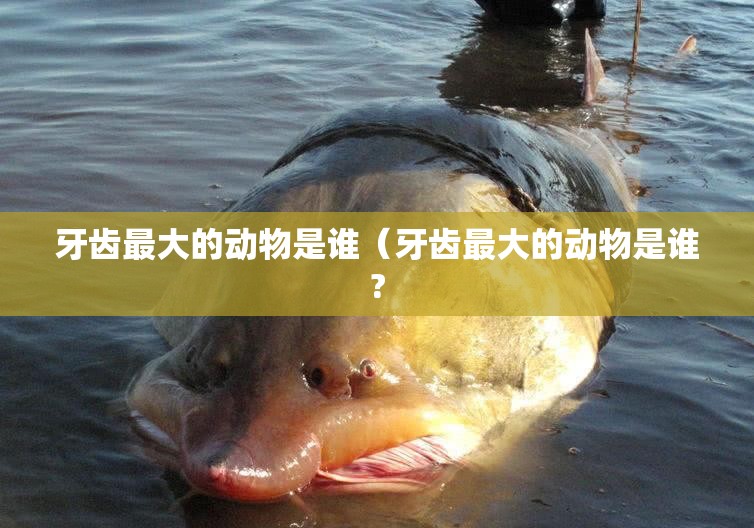 有英语咋说/有英语怎么说读音