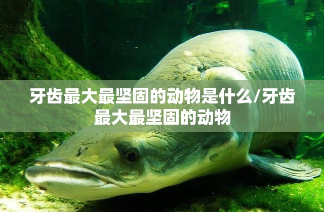 如果爱忘了/如果爱忘了电视剧