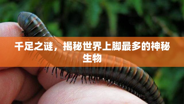 友的部首是什么字旁结构/友的部首是什么部首