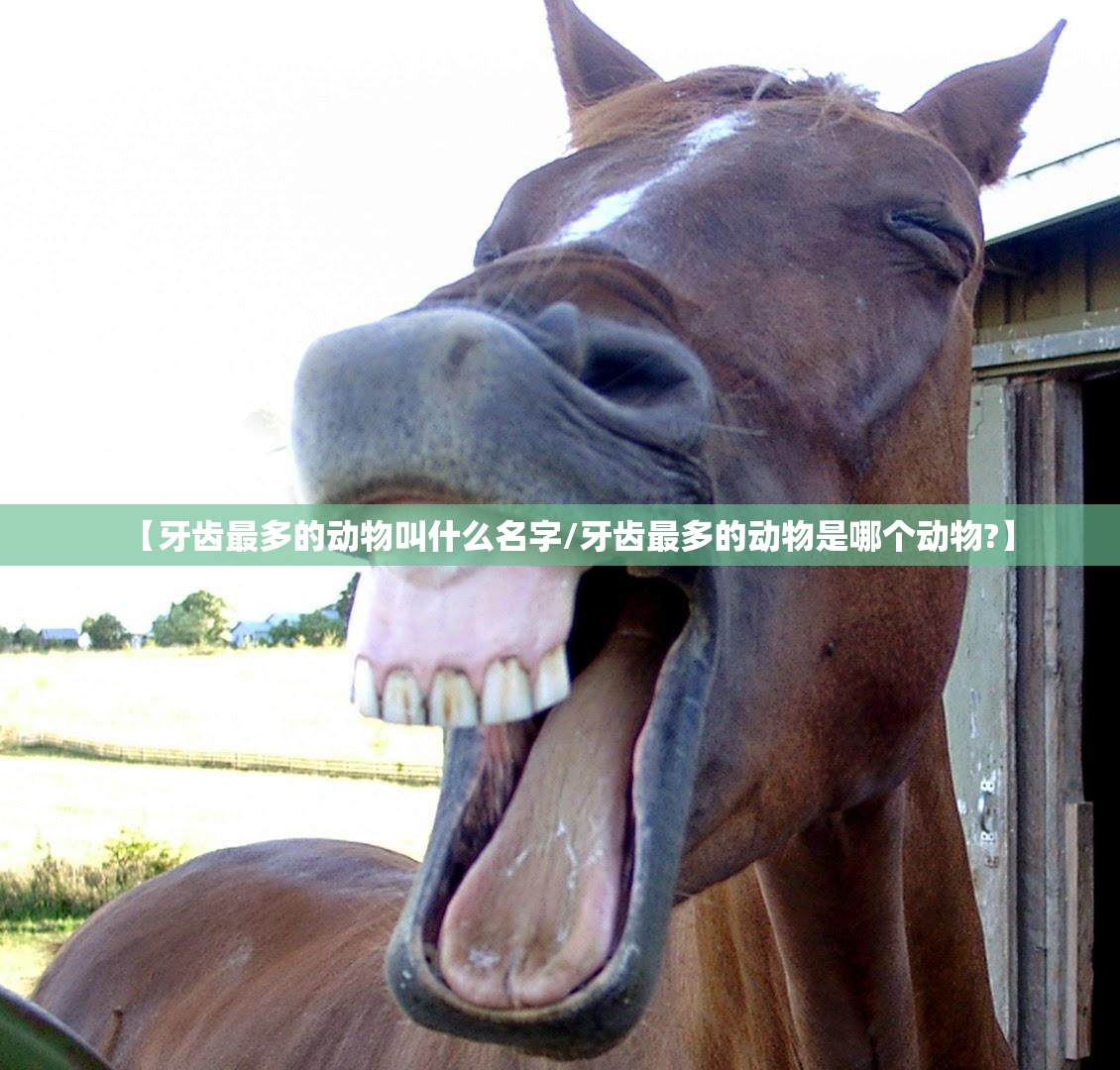 友字的部首是哪个/友的部首是啥子