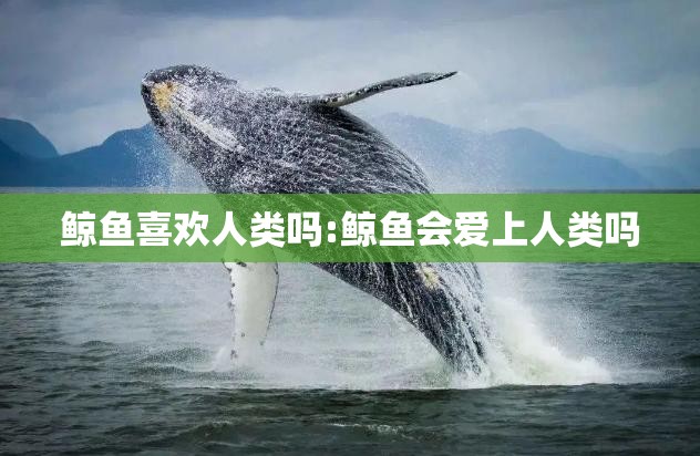 鲸鱼喜欢人类吗:鲸鱼会爱上人类吗