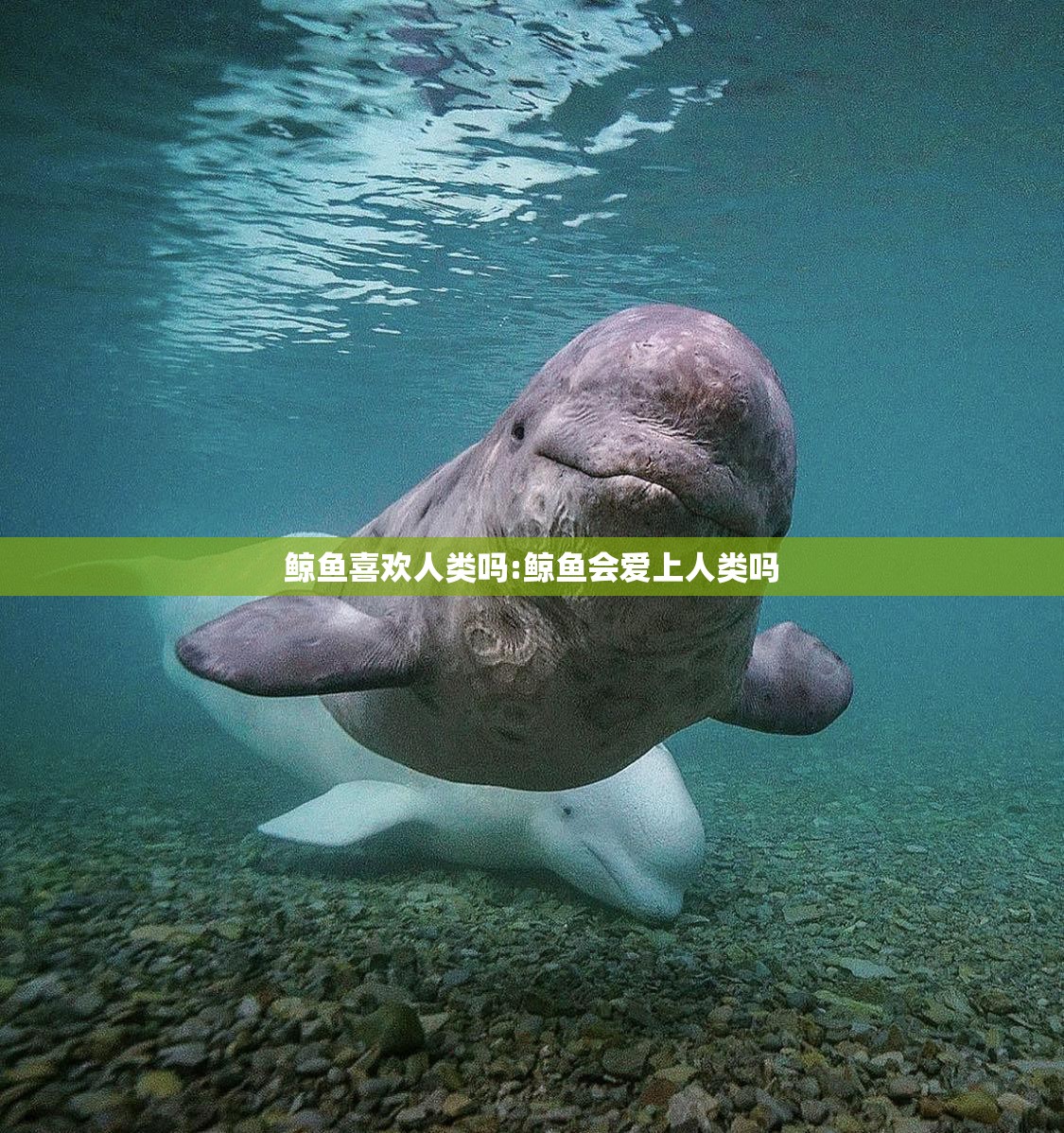 鲸鱼喜欢人类吗:鲸鱼会爱上人类吗