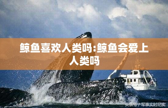 鲸鱼喜欢人类吗:鲸鱼会爱上人类吗