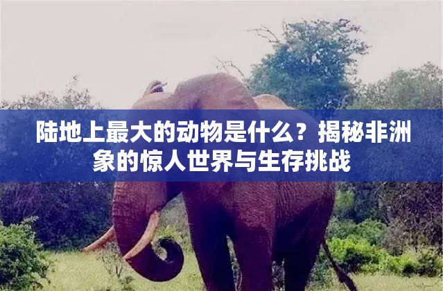 陆地上最大的动物是什么？揭秘非洲象的惊人世界与生存挑战
