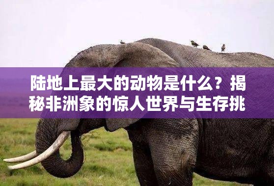 陆地上最大的动物是什么？揭秘非洲象的惊人世界与生存挑战