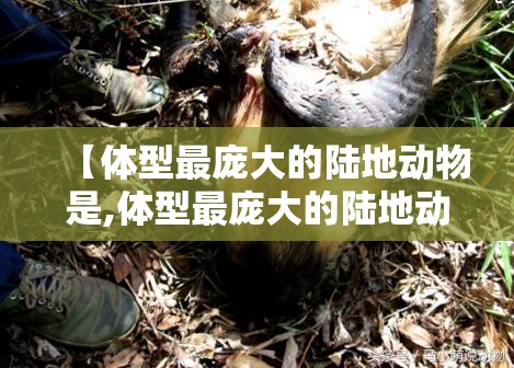 【体型最庞大的陆地动物是,体型最庞大的陆地动物是什么】