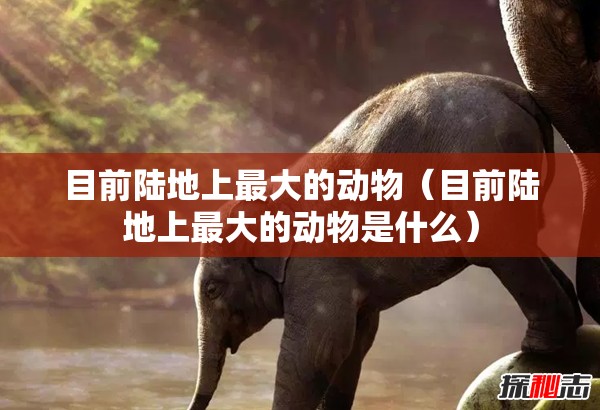 目前陆地上最大的动物（目前陆地上最大的动物是什么）