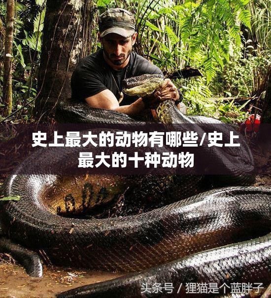 史上最大的动物有哪些/史上最大的十种动物