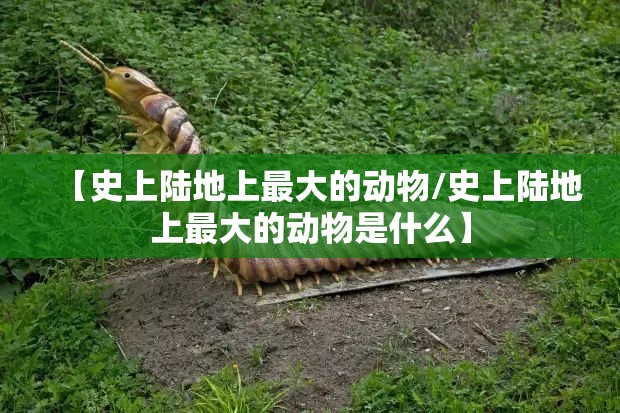 【史上陆地上最大的动物/史上陆地上最大的动物是什么】