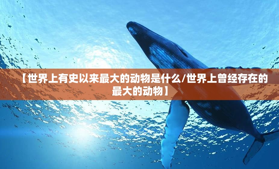 【世界上有史以来最大的动物是什么/世界上曾经存在的最大的动物】