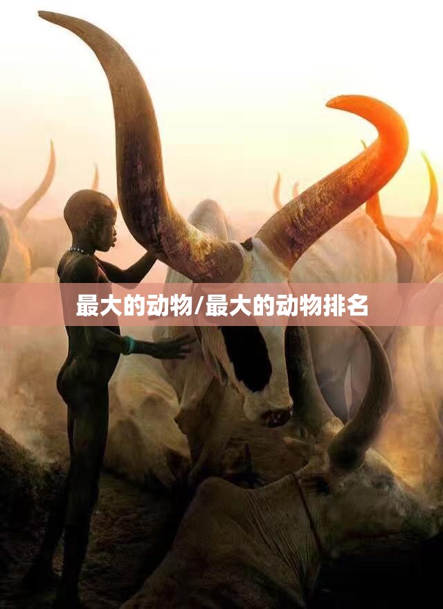 最大的动物/最大的动物排名