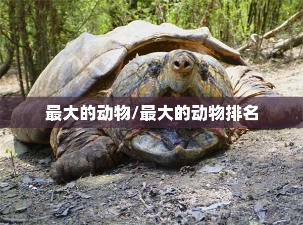 最大的动物/最大的动物排名