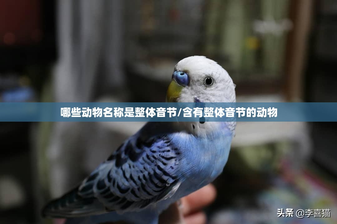 哪些动物名称是整体音节/含有整体音节的动物
