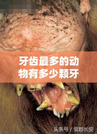 牙齿最多的动物有多少颗牙齿:牙齿最多的动物是哪个动物?