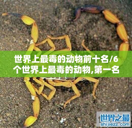 世界上最毒的动物前十名/6个世界上最毒的动物,第一名竟然是它,网友没想到