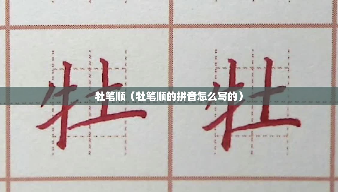 牡笔顺（牡笔顺的拼音怎么写的）