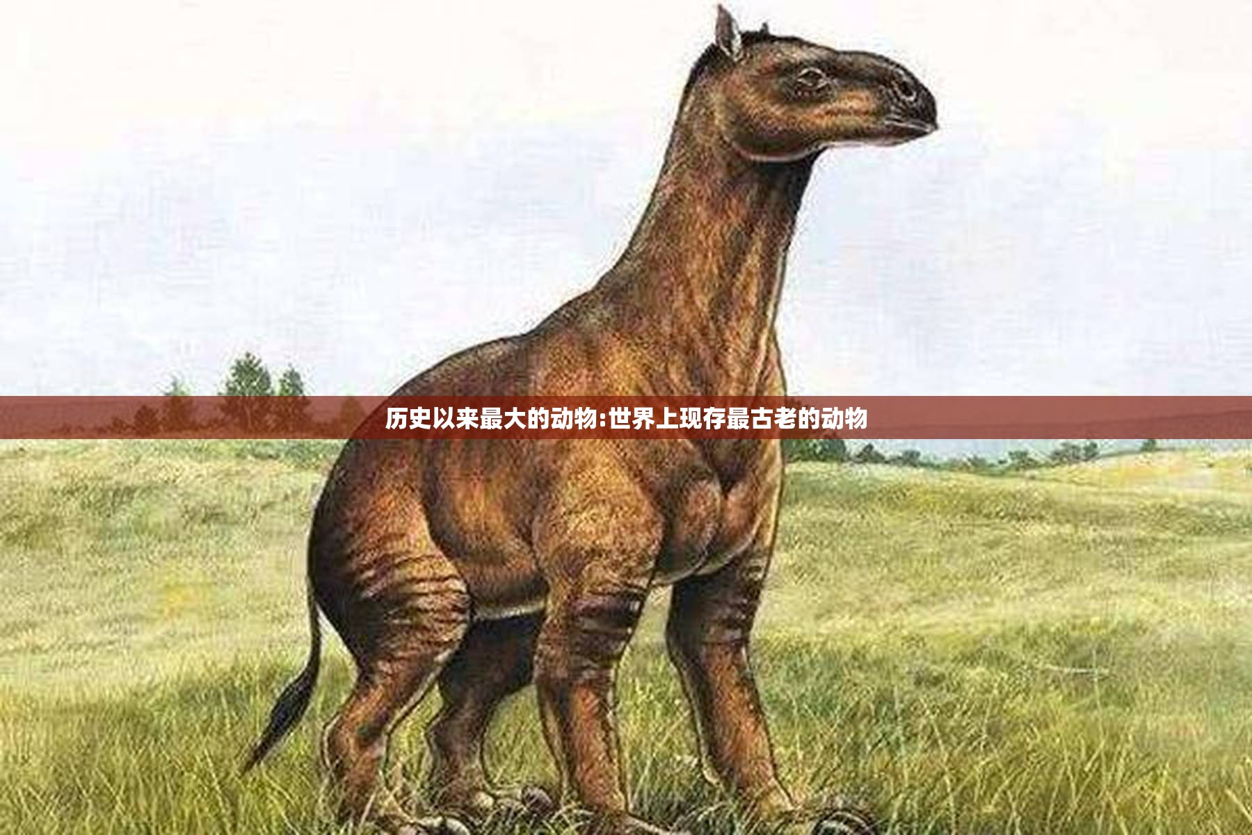 历史以来最大的动物:世界上现存最古老的动物