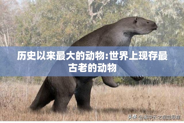 历史以来最大的动物:世界上现存最古老的动物