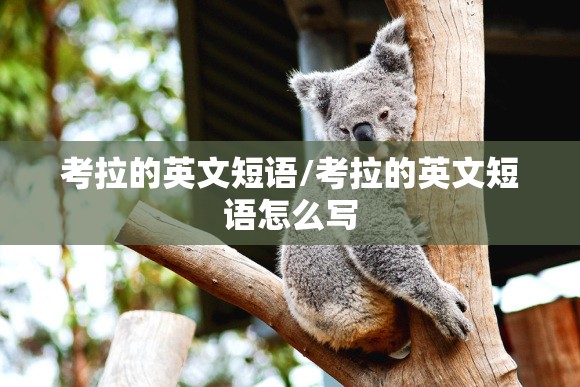 考拉的英文短语/考拉的英文短语怎么写