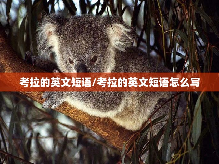 考拉的英文短语/考拉的英文短语怎么写