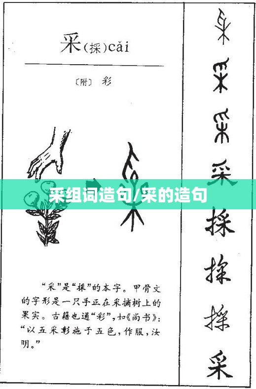 采组词造句/采的造句