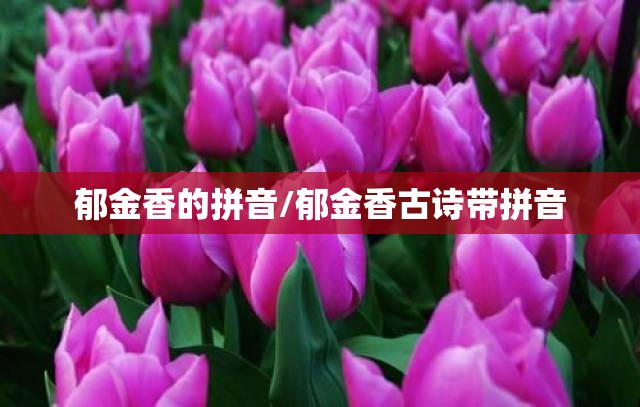 郁金香的拼音/郁金香古诗带拼音
