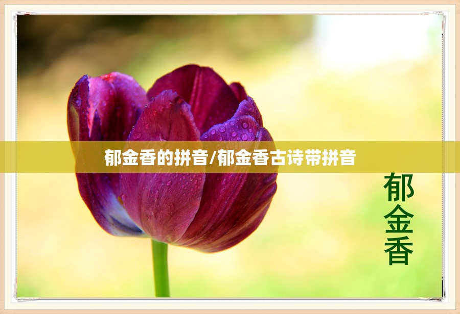 郁金香的拼音/郁金香古诗带拼音