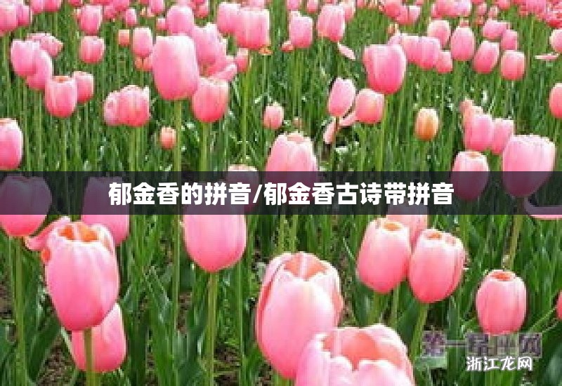 郁金香的拼音/郁金香古诗带拼音