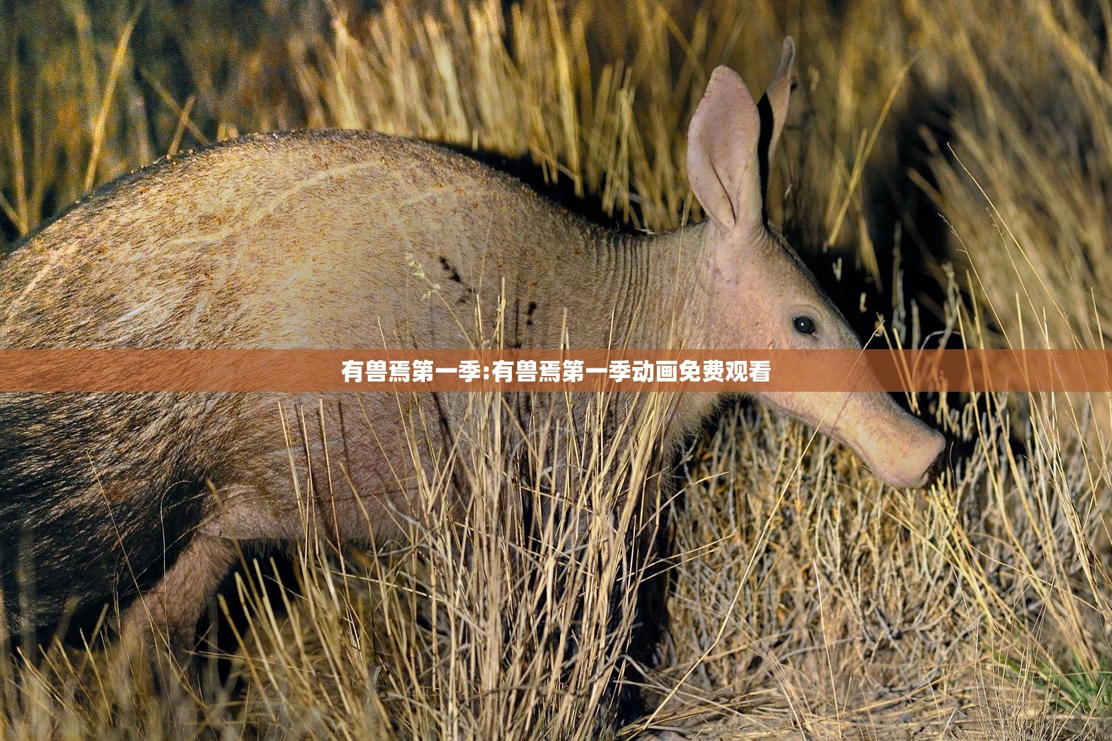 有兽焉第一季:有兽焉第一季动画免费观看