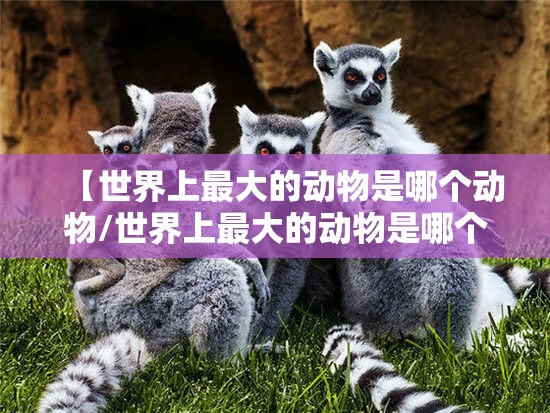 【世界上最大的动物是哪个动物/世界上最大的动物是哪个动物?】