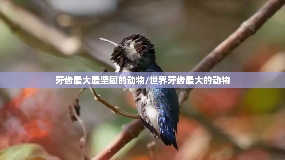 牙齿最大最坚固的动物/世界牙齿最大的动物