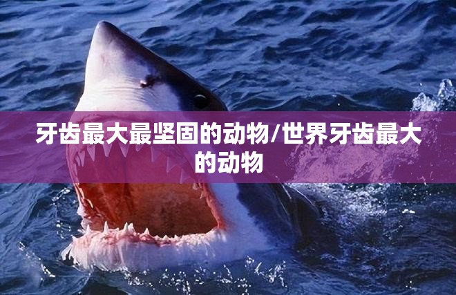 牙齿最大最坚固的动物/世界牙齿最大的动物