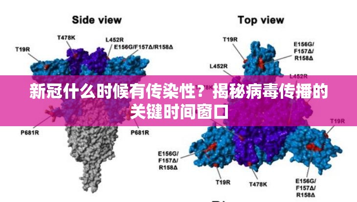 新冠什么时候有传染性？揭秘病毒传播的关键时间窗口