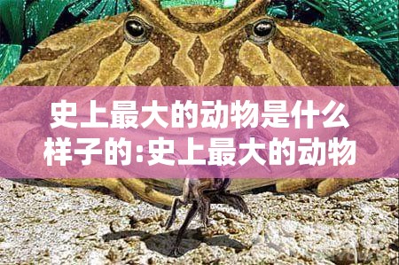 史上最大的动物是什么样子的:史上最大的动物图片