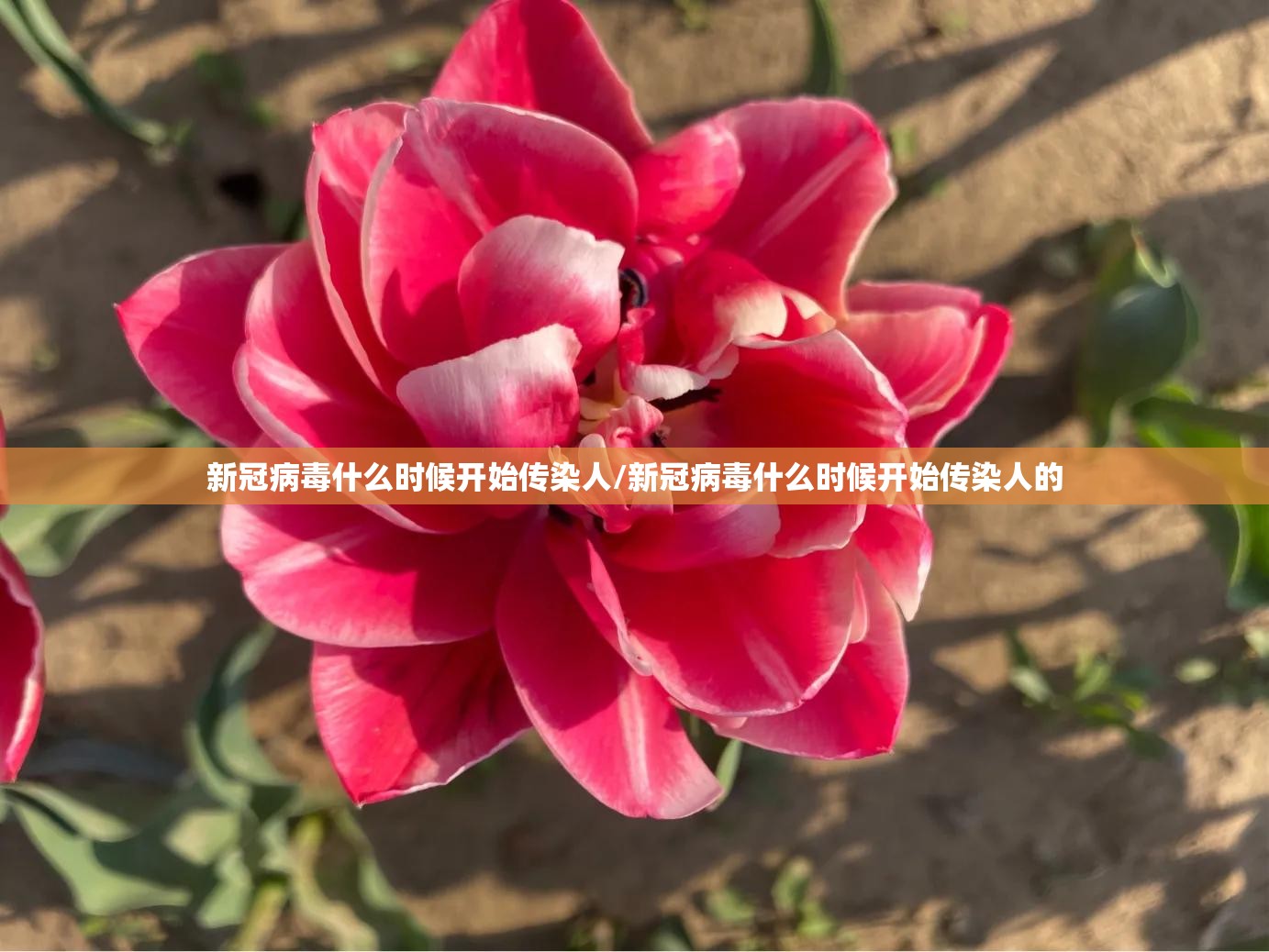 新冠病毒什么时候开始传染人/新冠病毒什么时候开始传染人的