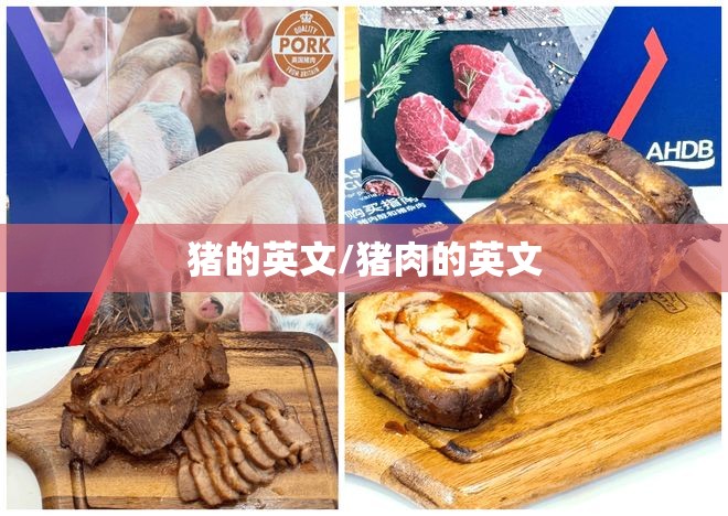 猪的英文/猪肉的英文