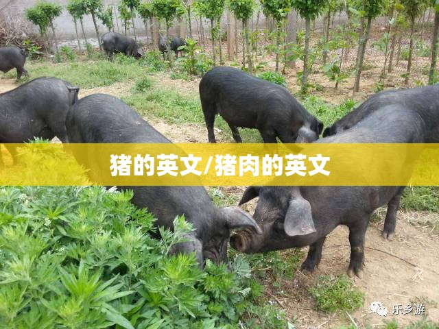 猪的英文/猪肉的英文