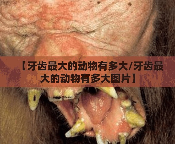 【牙齿最大的动物有多大/牙齿最大的动物有多大图片】
