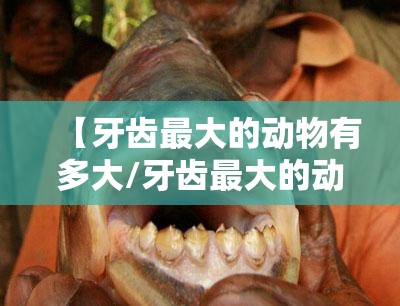 【牙齿最大的动物有多大/牙齿最大的动物有多大图片】