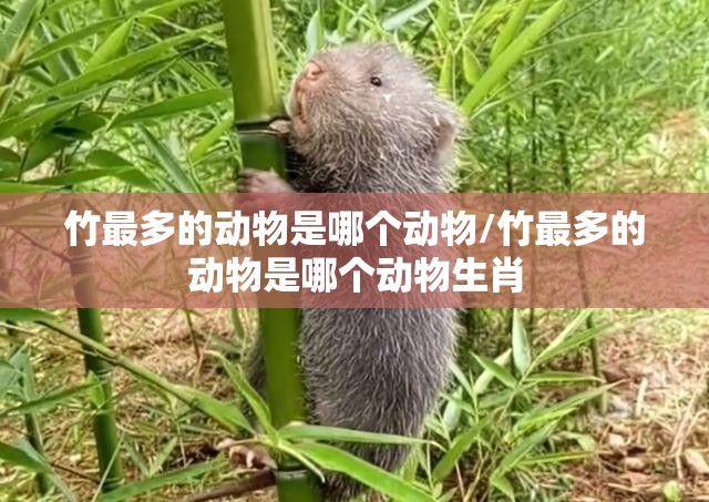 竹最多的动物是哪个动物/竹最多的动物是哪个动物生肖
