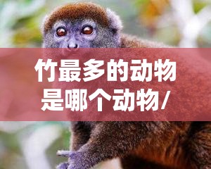 竹最多的动物是哪个动物/竹最多的动物是哪个动物生肖