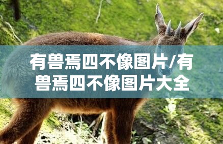 有兽焉四不像图片/有兽焉四不像图片大全