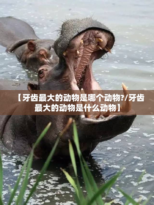 【牙齿最大的动物是哪个动物?/牙齿最大的动物是什么动物】