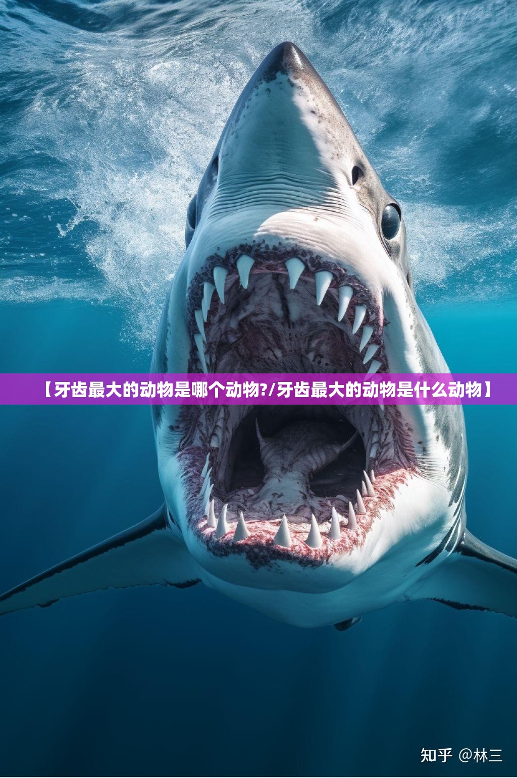 【牙齿最大的动物是哪个动物?/牙齿最大的动物是什么动物】