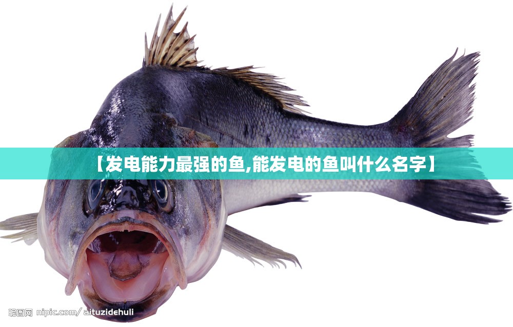 【发电能力最强的鱼,能发电的鱼叫什么名字】