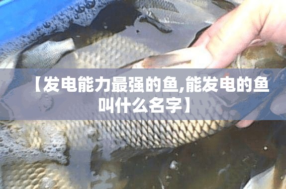 【发电能力最强的鱼,能发电的鱼叫什么名字】