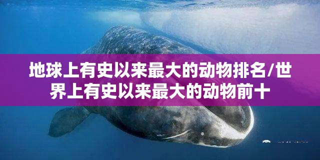 地球上有史以来最大的动物排名/世界上有史以来最大的动物前十
