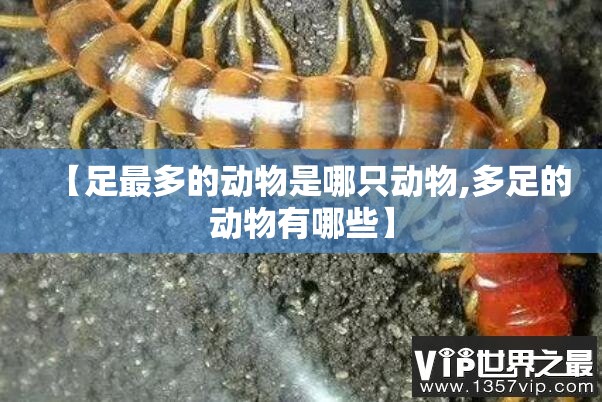 【足最多的动物是哪只动物,多足的动物有哪些】