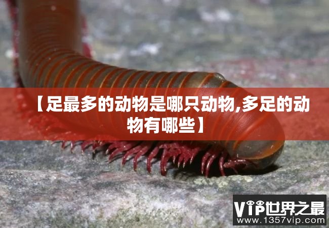 【足最多的动物是哪只动物,多足的动物有哪些】
